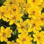 100 PCS Seeds Bidens Ferulifolia Golden Eye Flower