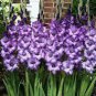 200 PCS Seeds Big Violet Gladiolus Bonsai Garden Plants