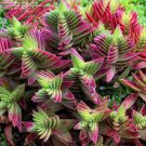 20 PCS Seeds Crassula Capitella Thyrsiflora Red Pagoda Succulent Cactus