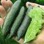 40 PCS Seeds Finger Limes Citrus Pomegranate Bonsai