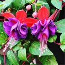400 PCS Seeds Fuchsia Bonsai Garden Balcony Lanterns Flowers