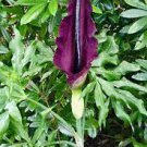 200 PCS Seeds Giant Lily Voodoo Lily Plants Potted