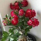 10 PCS Seeds Adenium