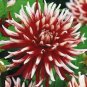 200 PCS Seeds Dahlia Flower