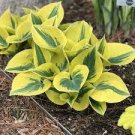 400 PCS Seeds Hosta Bonsai Perennials Plantain Beautiful Lily Flower White