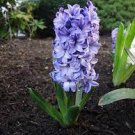 2 PCS Seeds Light Purple Hyacinth Bulb