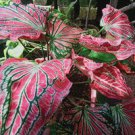 200 PCS Seeds Thailand Caladium