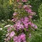 20 PCS Seeds Vine Clematis Potted Clematis Garden Flower