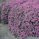 200 PCS Seeds Aubrieta Cultorum