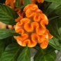 600 PCS Seeds Cockscomb Flowers Seeds Dark Orange Color