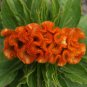 600 PCS Seeds Cockscomb Flowers Seeds Dark Orange Color