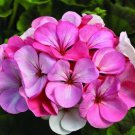 60 PCS Seeds Geranium