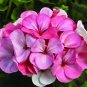 60 PCS Seeds Geranium