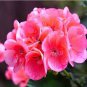 60 PCS Seeds Geranium