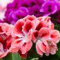 60 PCS Seeds Geranium