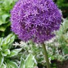 200 PCS Seeds Geranium Giant Allium Giganteum