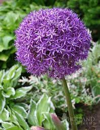 200 PCS Seeds Geranium Giant Allium Giganteum