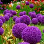 200 PCS Seeds Geranium Giant Allium Giganteum