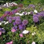 200 PCS Seeds Geranium Giant Allium Giganteum
