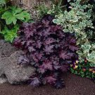 200 PCS Seeds Heuchera micrantha