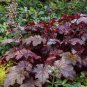200 PCS Seeds Heuchera micrantha