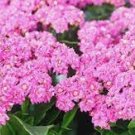 200 PCS Seeds Kalanchoe Longevity Flower