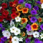 200 PCS Seeds Mini Calibrchoa Million Bells Petunia
