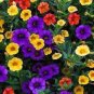200 PCS Seeds Mini Calibrchoa Million Bells Petunia