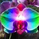 100 PCS Seeds Rainbow Butterfly Orchid
