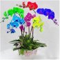 100 PCS Seeds Rainbow Butterfly Orchid
