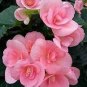 100 PCS Seeds Rieger Begonias Flower