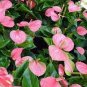 200 PCS Seeds Anthurium Flower