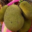 10 PCS Seeds Fresh Jackfruit Fruit