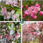 100 PCS Seeds Malus Halliana