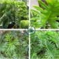 400 PCS Seeds Philodendron Tree
