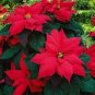 200 PCS Seeds Poinsettia