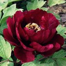 20 PCS Seeds Rare Chinese Peony