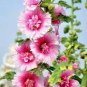 200 PCS Seeds Rare Hollyhock Flower