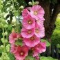 200 PCS Seeds Rare Hollyhock Flower