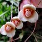200 PCS Seeds Rare Japanese Monkey face Orchid