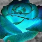 200 PCS Seeds Rose Greenish Blue Colors