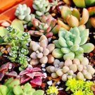 1000 PCS Seeds Succulent Planter Seeds Mix Lithops