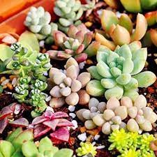 1000 PCS Seeds Succulent Planter Seeds Mix Lithops