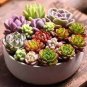 1000 PCS Seeds Succulent Planter Seeds Mix Lithops