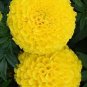 200 PCS Seeds Yellow African Marigold French Marigold