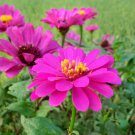 100 PCS Seeds Zinnia Elegans Pink 100 PCS Seeds Zinnia Elegans Pink