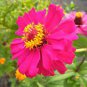 100 PCS Seeds Zinnia Elegans Pink