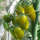 300 PCS Seeds Heirloom 'Tiger Colorful' L Tomato F2