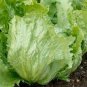 320 PCS Seeds ICEBERG LETTUCE Lactuca Vegetable