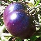 100 PCS Seeds Large Purple Tomato